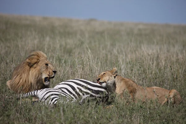 Çift aslan Zebra tehlikeli yabani memeli hayvanlar Afrika savana Kenya yeme