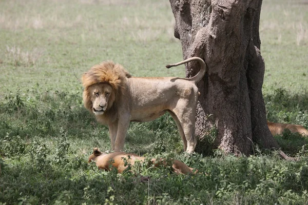 Pareja león salvaje peligroso mamífero africa savannah Kenia —  Fotos de Stock