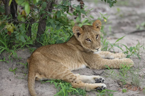 Bebé león salvaje peligroso mamífero África sabana Kenia — Foto de Stock