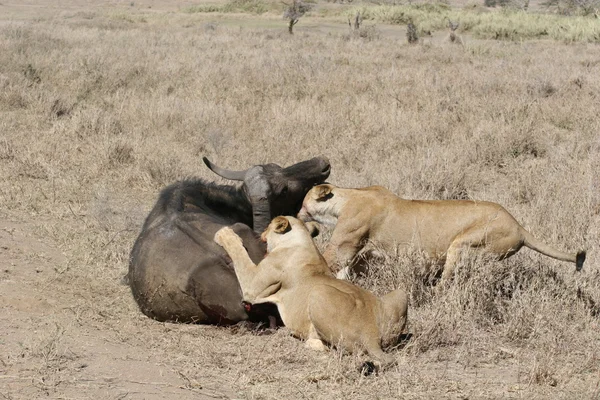 León comiendo toro en sangre después de cazar salvaje peligroso mamífero África sabana Kenia — Foto de Stock