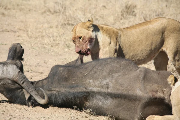 Aslan boğa kan av tehlikeli yabani memeli hayvanlar Afrika savana Kenya sonra yemek. — Stok fotoğraf