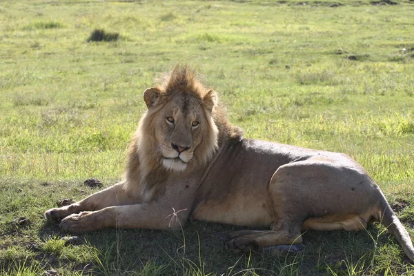 Macho león salvaje peligroso mamífero africano savannah Kenya — Foto de Stock