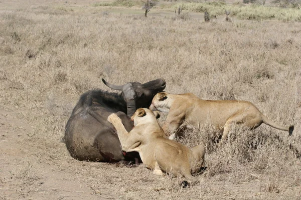Casal leão comer touro selvagem perigoso mamífero áfrica savana Quênia — Fotografia de Stock