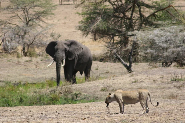 Leone nel sangue dopo la caccia ed elefante selvatico pericoloso mammifero Africa savana Kenya — Foto Stock
