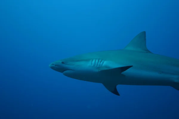 Tubarão branco subaquático Cuba mar do caribe — Fotografia de Stock