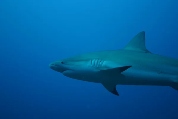 Squalo bianco sottomarino Cuba mare caraibico — Foto Stock