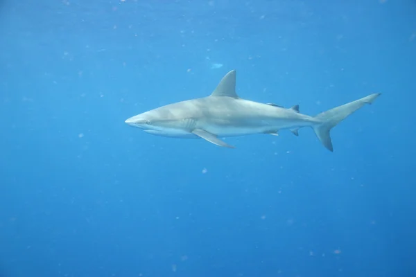 Tubarão branco subaquático Cuba mar do caribe — Fotografia de Stock