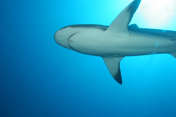 Squalo bianco sottomarino Cuba mare caraibico — Foto Stock