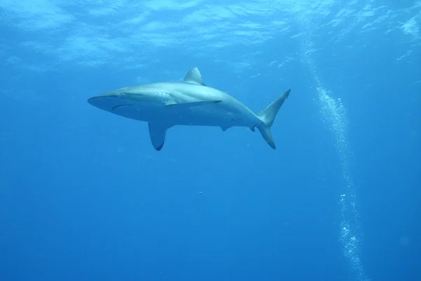 Squalo bianco sottomarino Cuba mare caraibico — Foto Stock