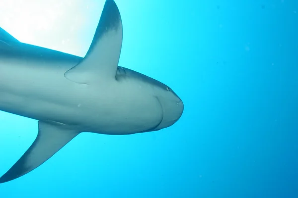 White Shark underwater Cuba caribbean sea — Stock Photo, Image