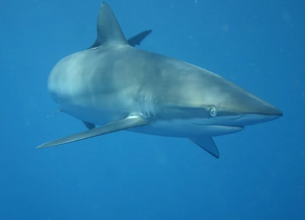 Fehér cápa víz alatti Kuba Karib-tenger — Stock Fotó