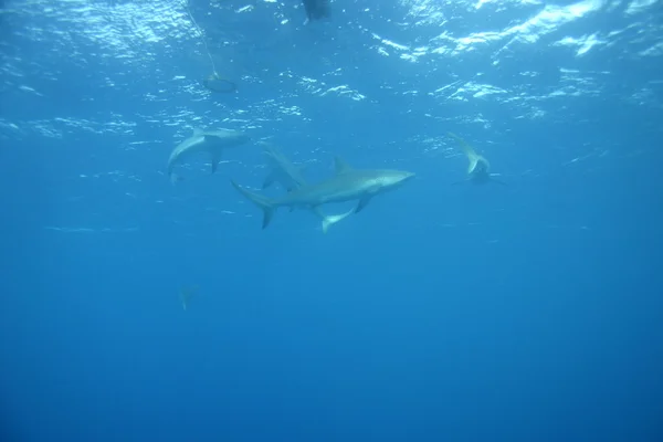 Rekin biały podwodne Kuba Morze Karaibskie — Zdjęcie stockowe