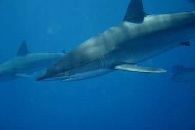 White Shark underwater Cuba caribbean sea clipart