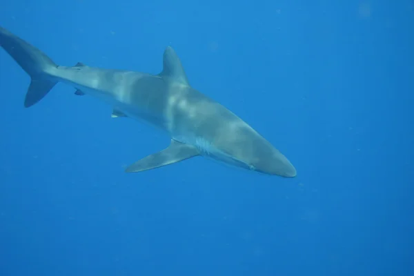 大白鲨水下古巴加勒比海 — 图库照片