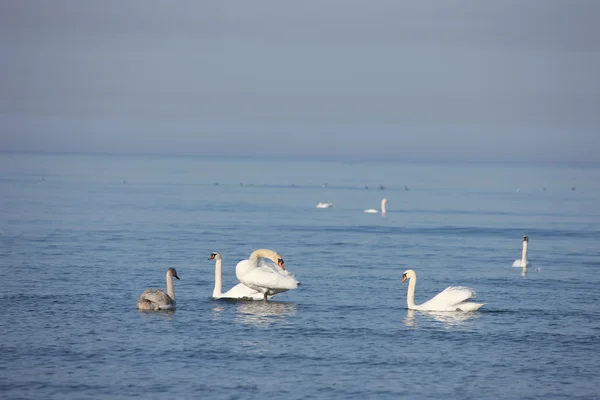 Cisne branco Mar Báltico — Fotografia de Stock