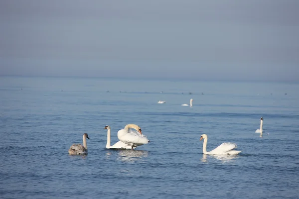 Weißer Schwan Ostsee — Stockfoto