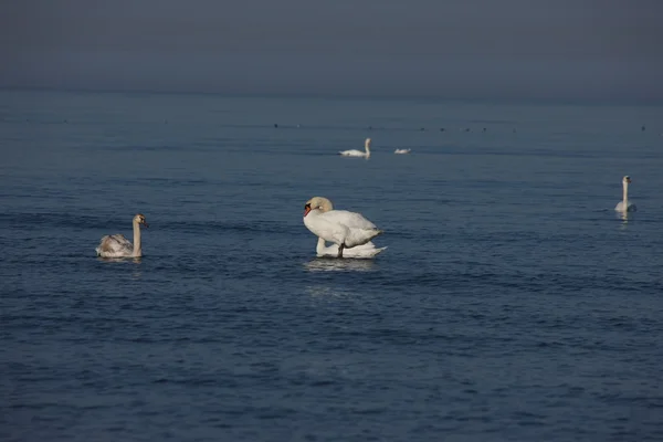 Weißer Schwan Ostsee — Stockfoto