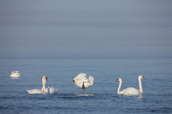 Weißer Schwan Ostsee — Stockfoto