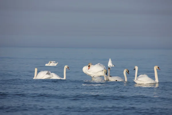 Biały łabędź Morza Bałtyckiego — Zdjęcie stockowe