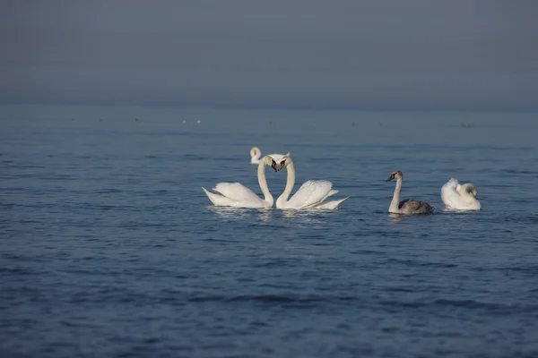 Cisne branco Mar Báltico — Fotografia de Stock