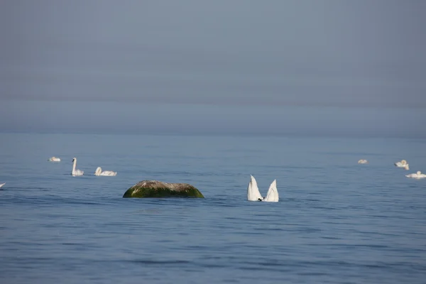 Λευκό κύκνο Βαλτική θάλασσα — Φωτογραφία Αρχείου