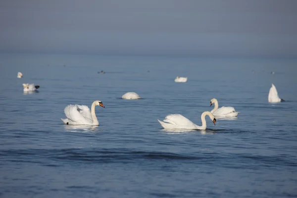 Weißer Schwan Ostsee — Stockfoto