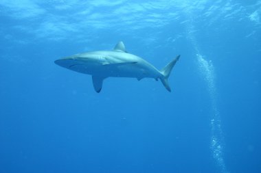 White Shark underwater clipart