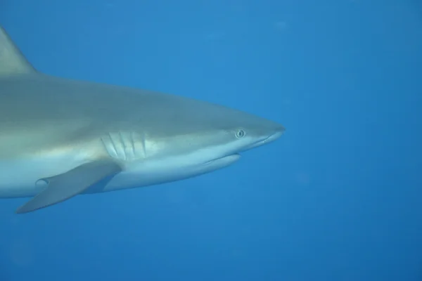 Tubarão branco subaquático — Fotografia de Stock