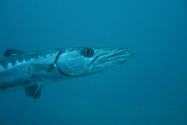 Küba mercan hayat su altında