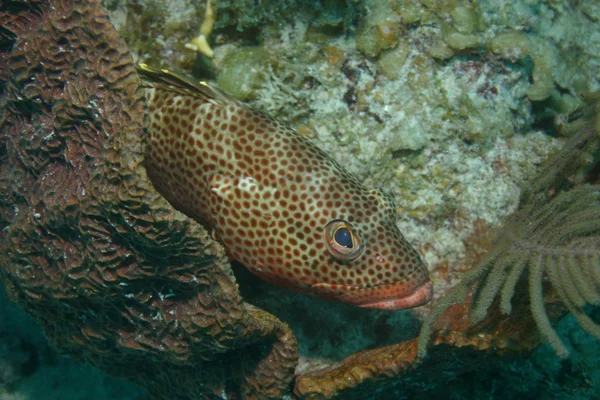Cuba koraal leven onderwater — Stockfoto
