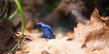 Kurbağa tropikal sürüngen amasonia ormanlarda hayvan