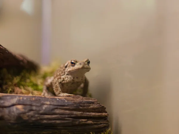 Жаба тропічна рептилія тварин джунглів — стокове фото