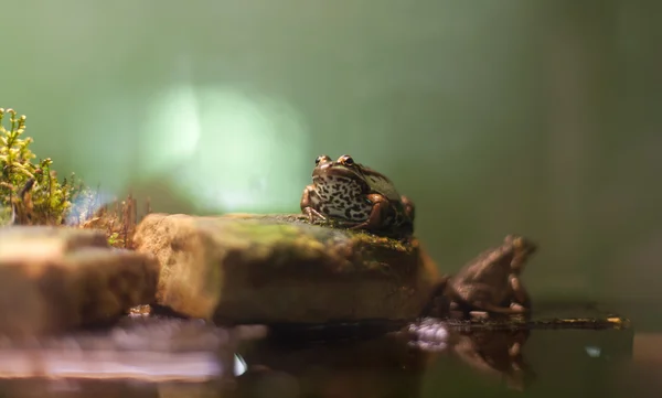 Kikker tropische reptielen amasonia jungle dieren — Stockfoto