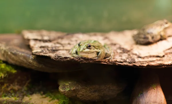 Kikker tropische reptielen amasonia jungle dieren — Stockfoto