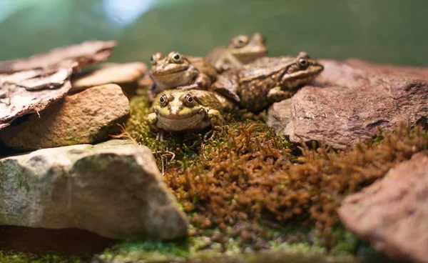 Kikker tropische reptielen amasonia jungle dieren — Stockfoto