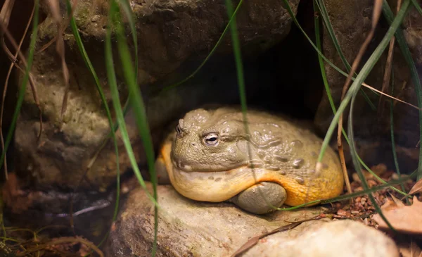 Rana reptil tropical amasonia selva animal — Foto de Stock