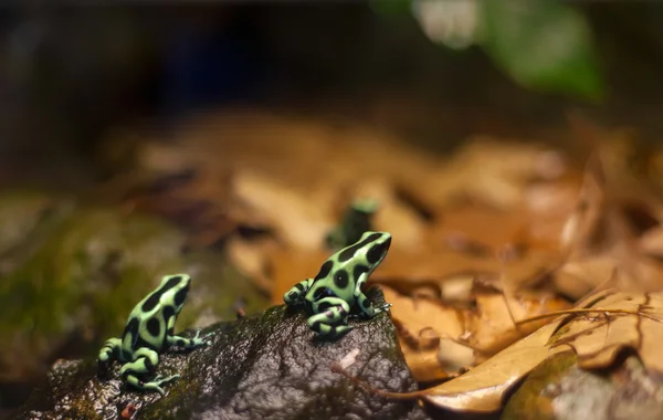 Hewan amasonia jungles reptil tropis katak — Stok Foto
