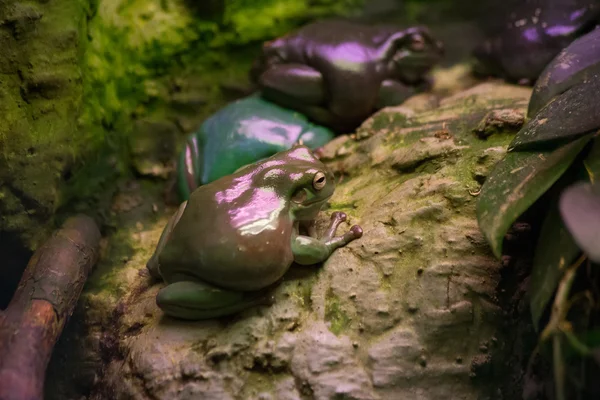 Kikker tropische reptielen amasonia jungle dieren — Stockfoto