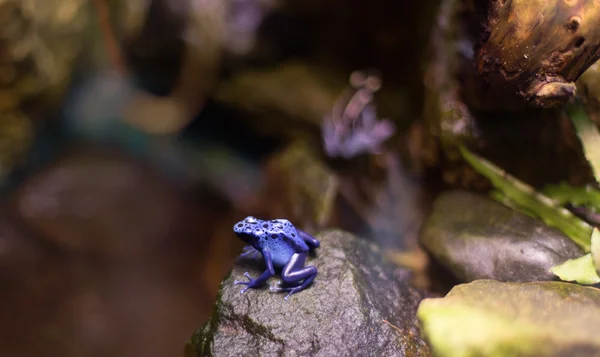 Frog tropical reptile amasonia jungles animal — Stock Photo, Image