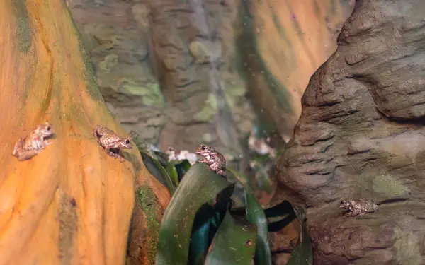 Kurbağa tropikal sürüngen amasonia ormanlarda hayvan — Stok fotoğraf