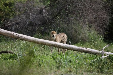 Cheetah Botsvana Afrika savana vahşi hayvan resmi; 
