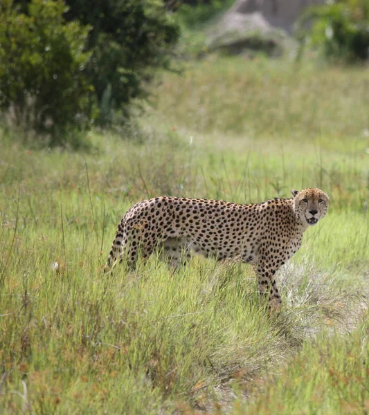 Guépard Botswana Afrique savane animal sauvage photo ; — Photo