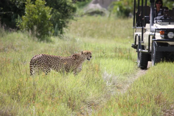 Cheetah Botswana Africa savannah wild animal picture;