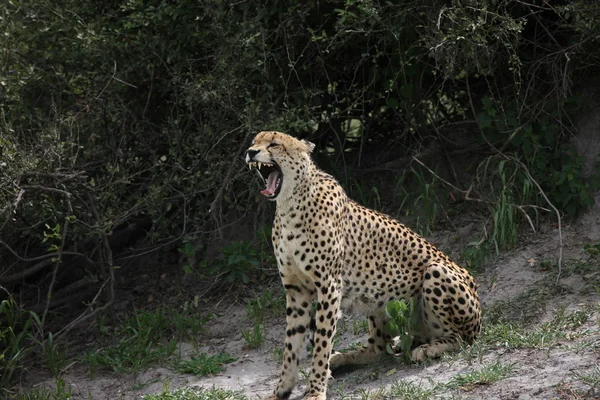 Cheetah Botswana África savana animais selvagens imagem ; — Fotografia de Stock