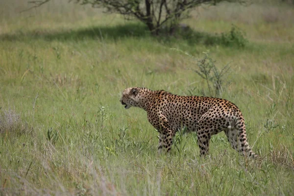 Cheetah Botswana Africa savannah animal salvaje foto ; —  Fotos de Stock