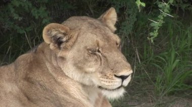 Aslan vahşi, tehlikeli memeli Afrika Savannah Kenya