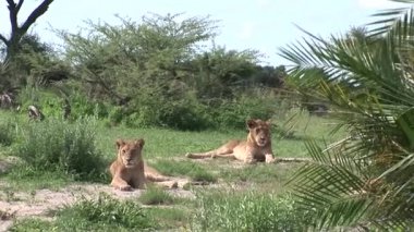 Aslan vahşi, tehlikeli memeli Afrika Savannah Kenya