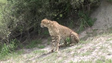 Cheetah Botsvana Afrika savana vahşi hayvan memeli