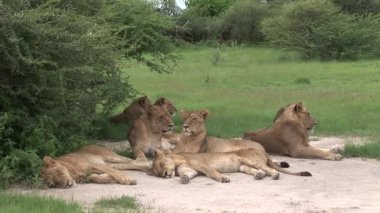 Aslan vahşi, tehlikeli memeli Afrika Savannah Kenya