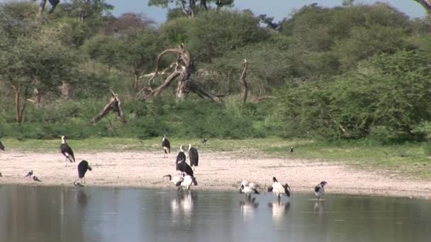 Wild Birds africa Botswana lake coast — Stock Video